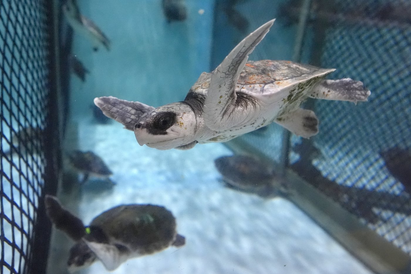 Global warming fills New England's rich waters with death traps for endangered sea turtles | iNFOnews.ca