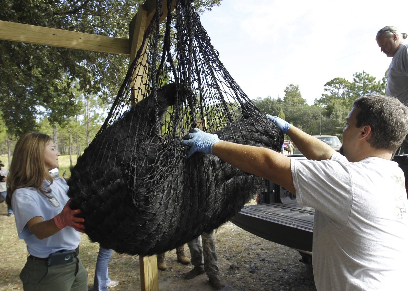 Florida's first black bear hunt in a decade approved despite strong opposition | iNFOnews.ca Florida's first black bear hunt in a decade approved despite strong opposition | iNFOnews.ca