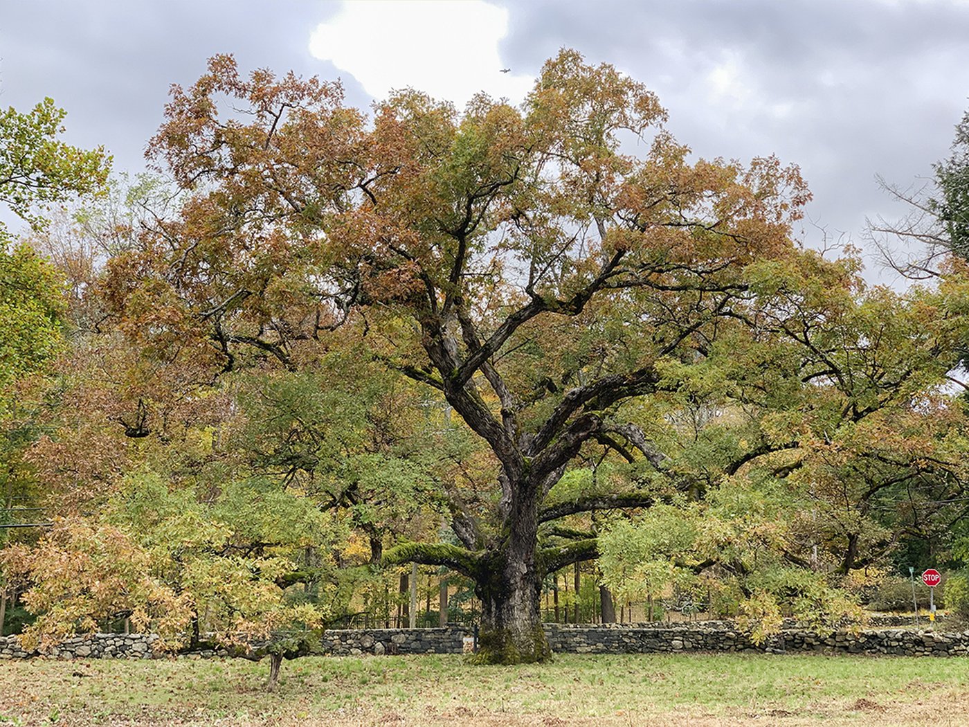 Oaks excel at supporting the food web (including us). Arbor Day's a good time to plant one | iNFOnews.ca Oaks excel at supporting the food web (including us). Arbor Day's a good time to plant one | iNFOnews.ca