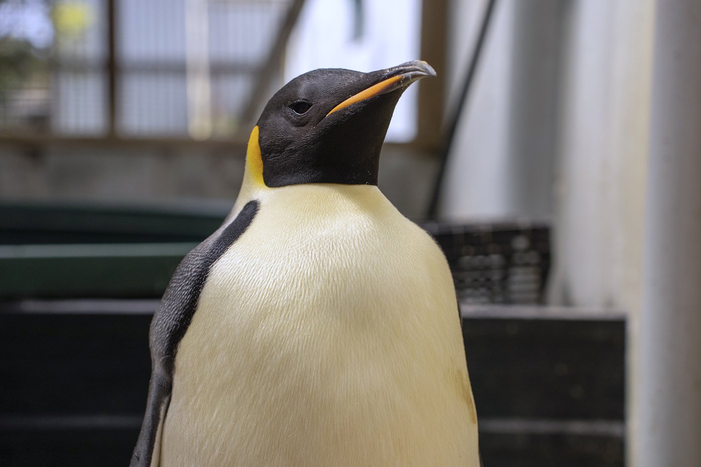 First emperor penguin known to reach Australia found on tourist beach | iNFOnews.ca