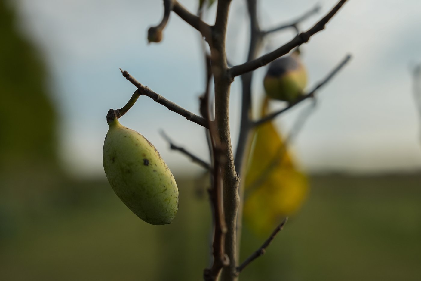 In Ohio, drought and shifting weather patterns affect North America's largest native fruit | iNFOnews.ca