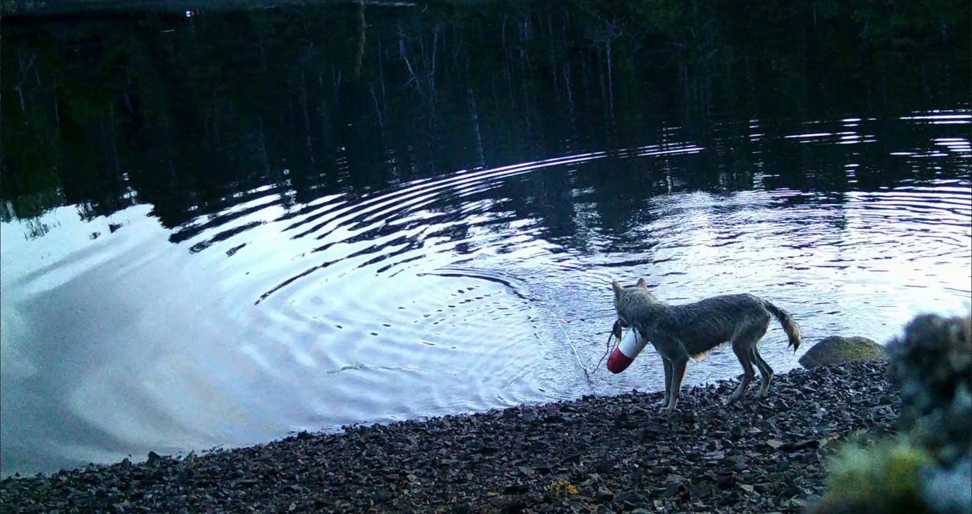 B.C. wolves use line to pull up crab traps in first possible tool use by species | iNFOnews.ca B.C. wolves use line to pull up crab traps in first possible tool use by species | iNFOnews.ca