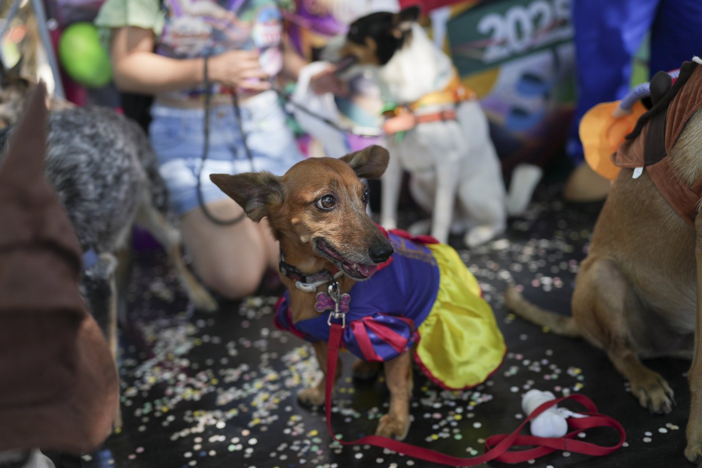 The Rio Carnival street party where dogs parade as superheroes and cartoon characters | iNFOnews.ca The Rio Carnival street party where dogs parade as superheroes and cartoon characters | iNFOnews.ca