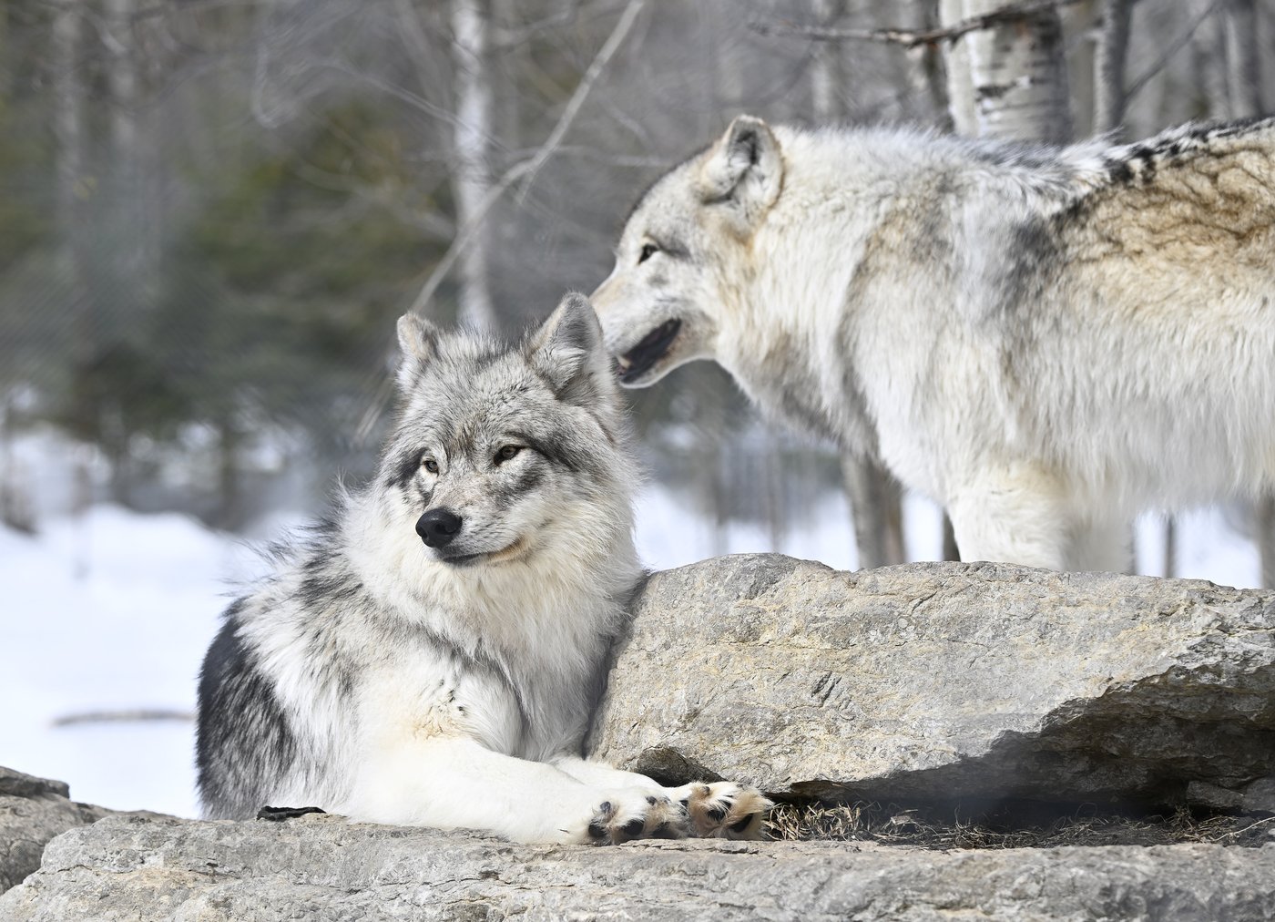 Wolf transfer from B.C. to Colorado complete, but state wildlife staff 'threatened' | iNFOnews.ca