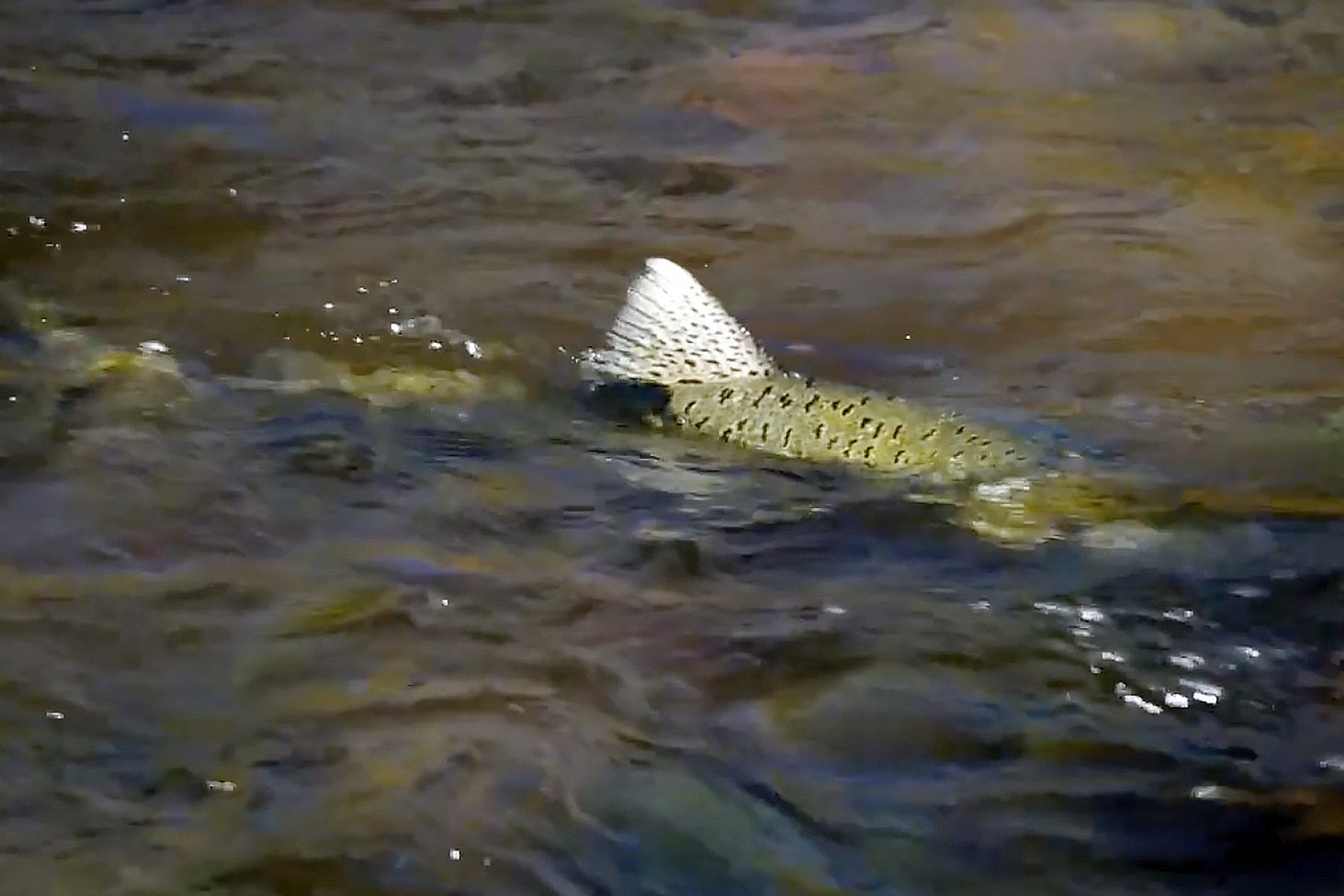 Salmon return to lay eggs in historic habitat after largest dam removal project in US history | iNFOnews.ca