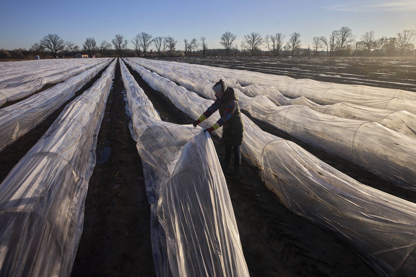 It’s springtime in Germany and people are obsessing about white asparagus | iNFOnews.ca It’s springtime in Germany and people are obsessing about white asparagus | iNFOnews.ca