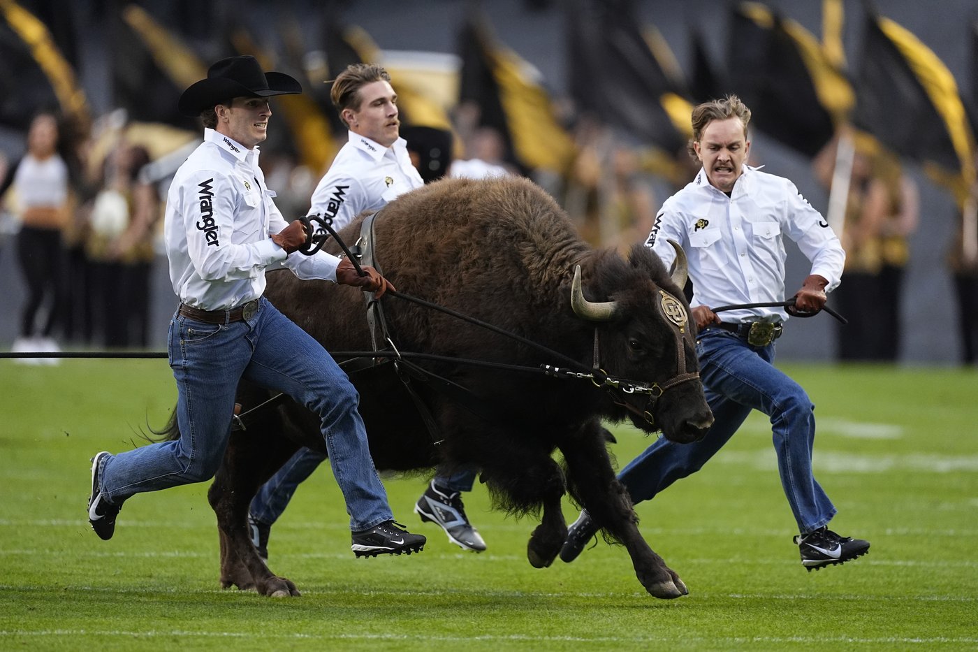 Home on the ranch: Colorado's live mascot Ralphie VI retires from field, replacement in training | iNFOnews.ca
