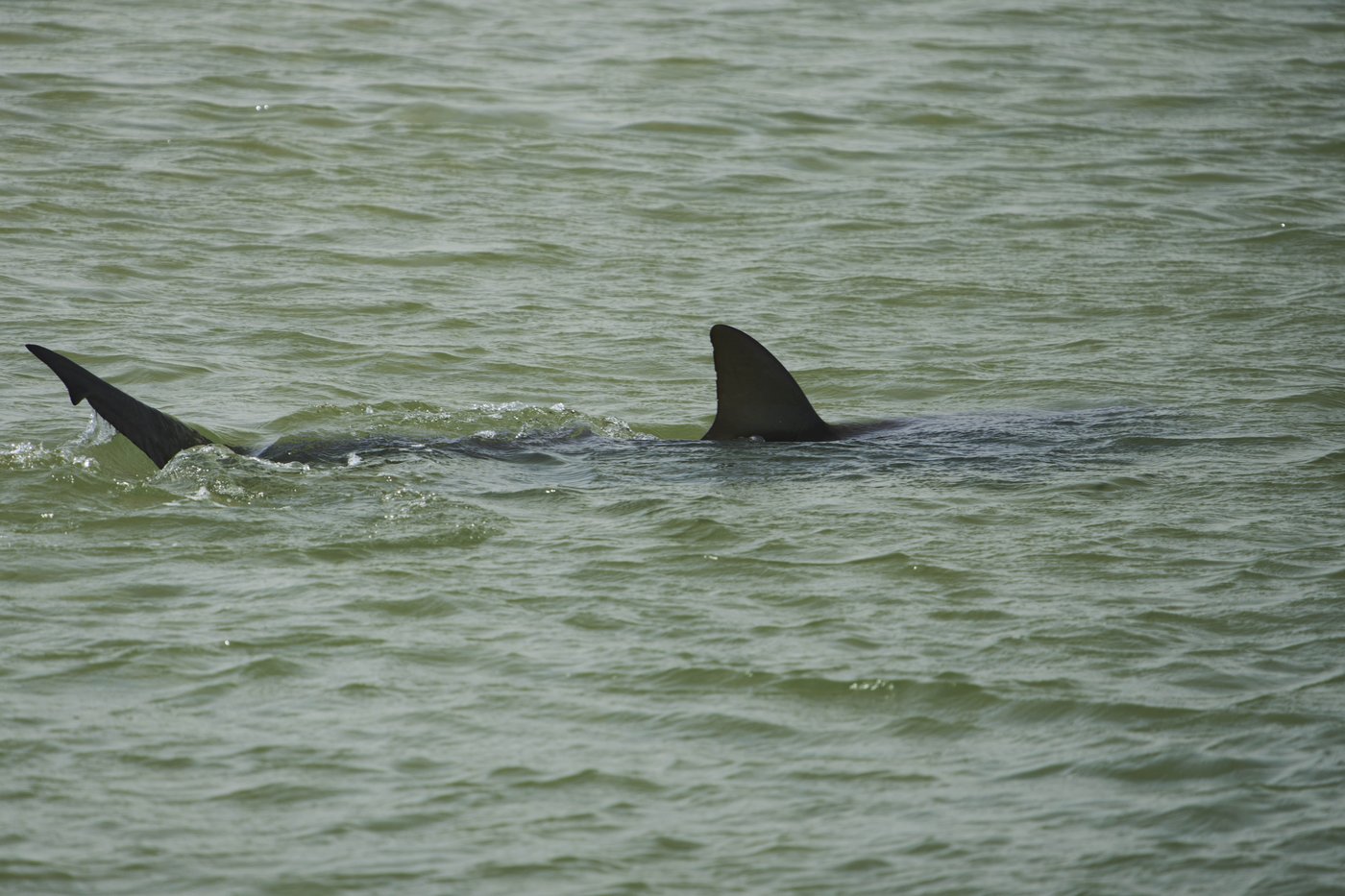 Swimmer's remains found after shark attack in waters off Israel's Mediterranean coast | iNFOnews.ca