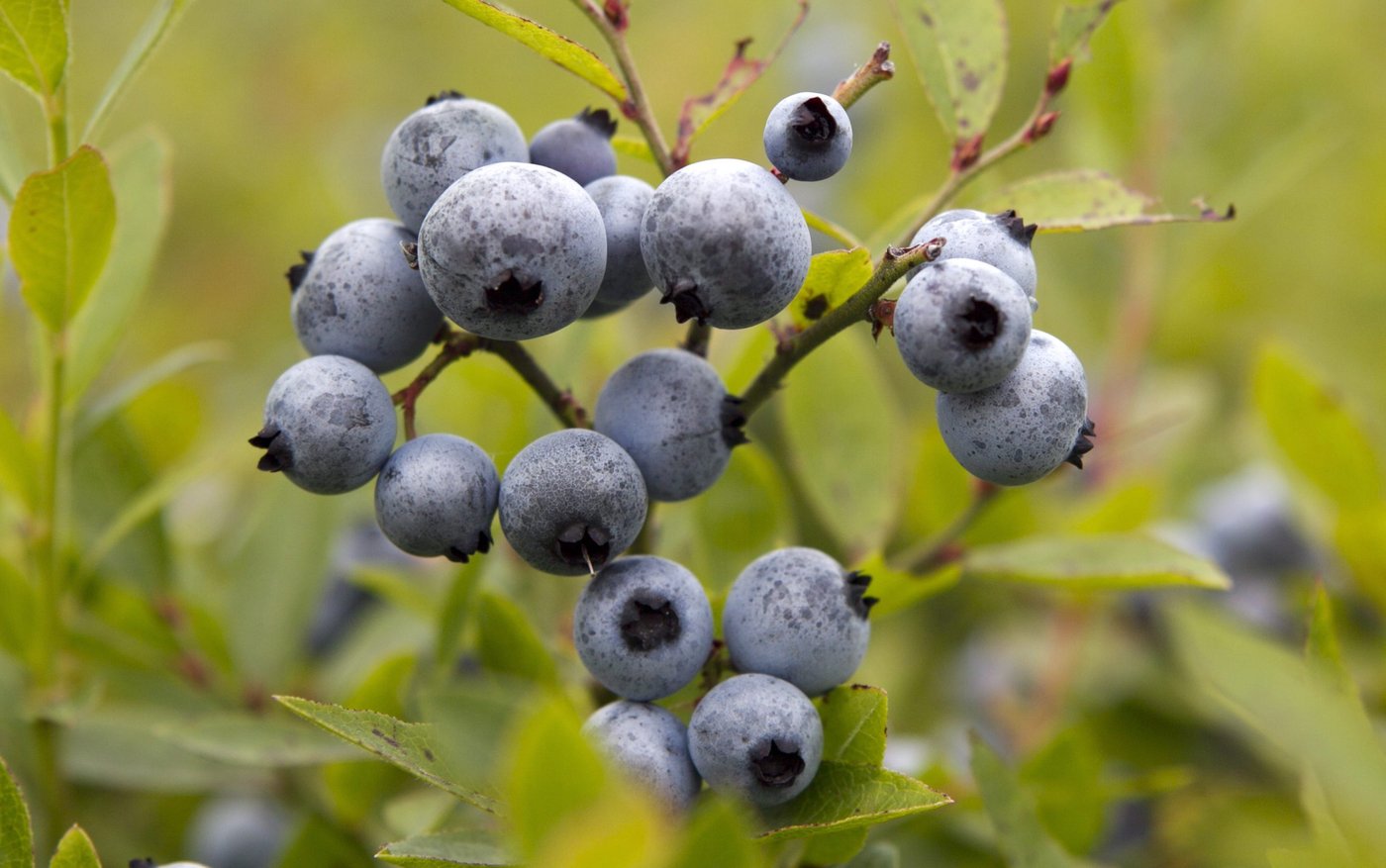 Prolonged drought stunts the renowned wild blueberry crop in the Maritimes | iNFOnews.ca