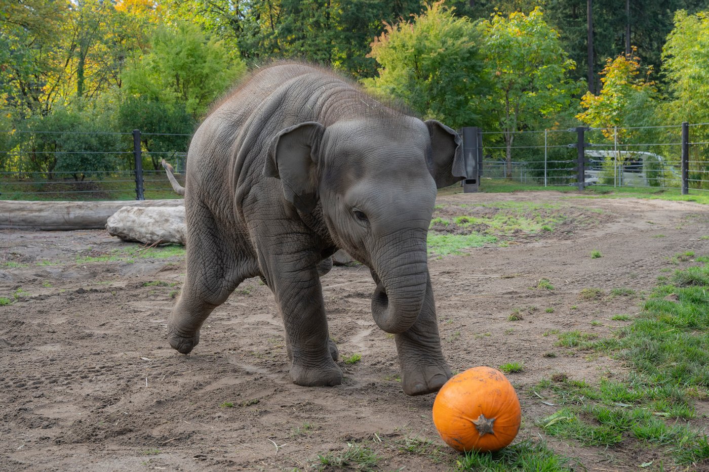 An elephant family smashed pumpkins at the Oregon Zoo. But this baby just wanted to play ball | iNFOnews.ca An elephant family smashed pumpkins at the Oregon Zoo. But this baby just wanted to play ball | iNFOnews.ca