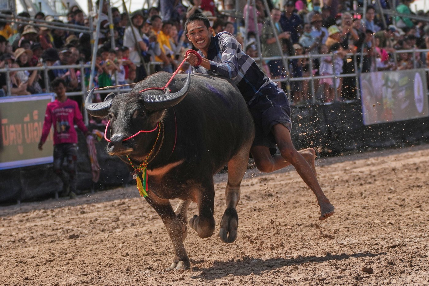 A beauty pageant for buffaloes in Thailand raises status of the humble animal | iNFOnews.ca A beauty pageant for buffaloes in Thailand raises status of the humble animal | iNFOnews.ca