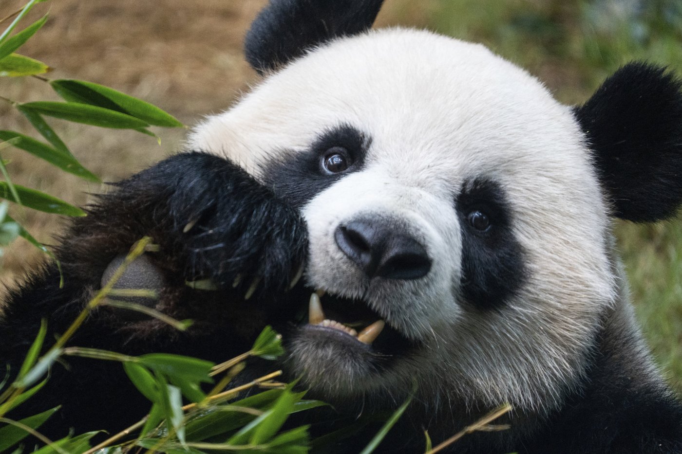 Hong Kong launches panda sculpture tour as the city hopes the bear craze boosts tourism | iNFOnews.ca