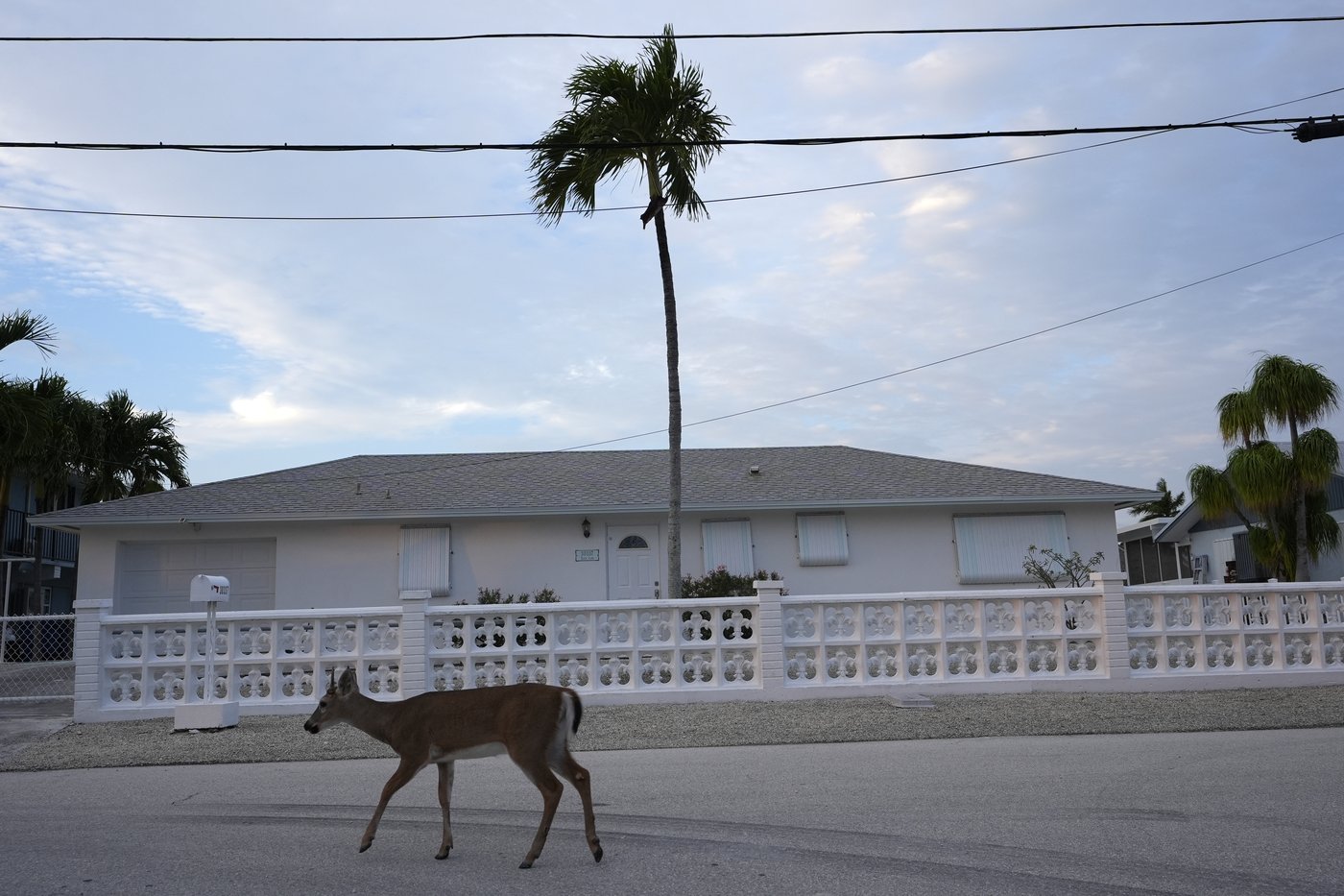 Florida’s iconic Key deer face an uncertain future as seas rise | iNFOnews.ca