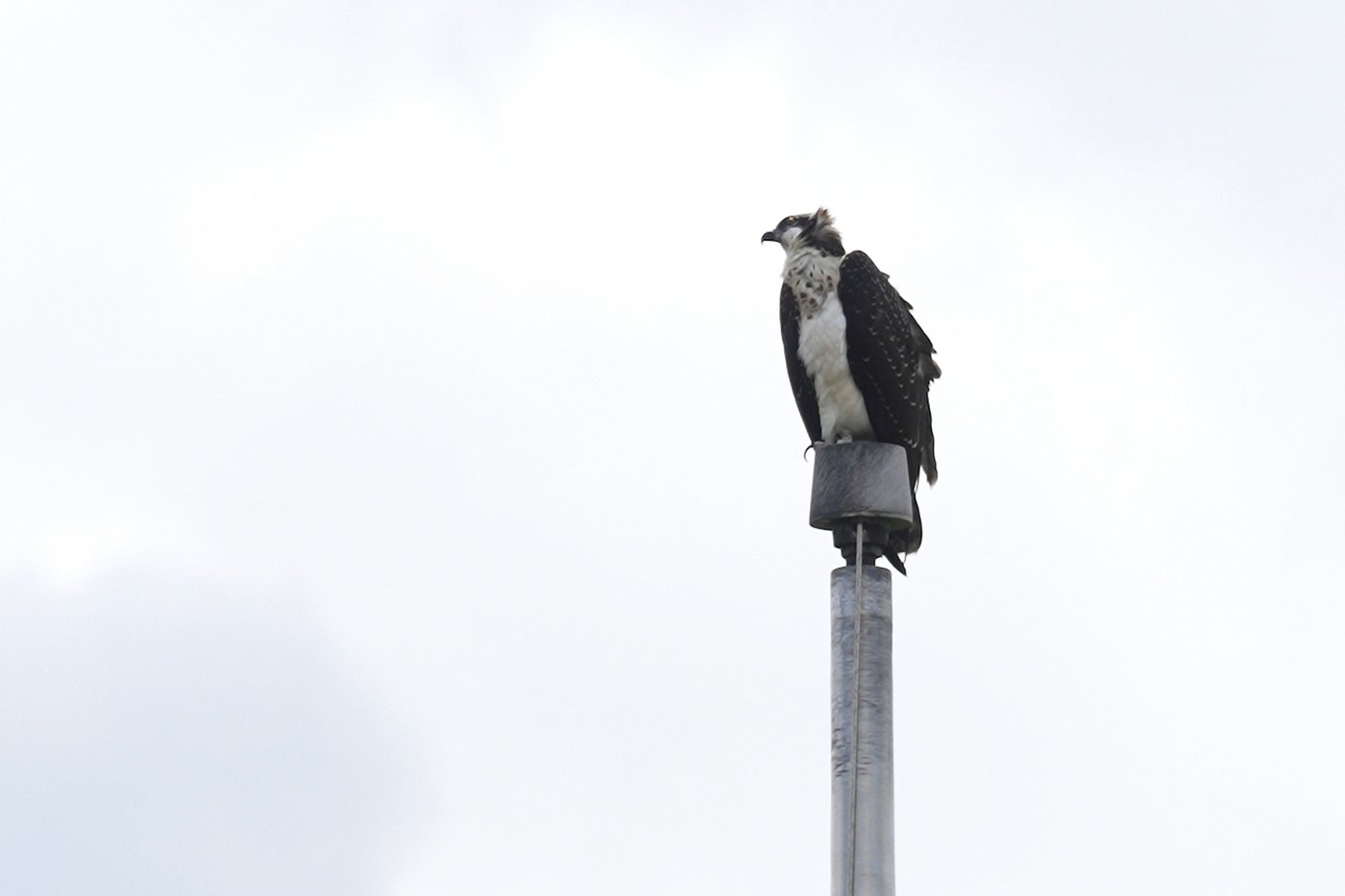 Ospreys nesting on stadium light pole disrupts Minnesota high school's fall sports season | iNFOnews.ca