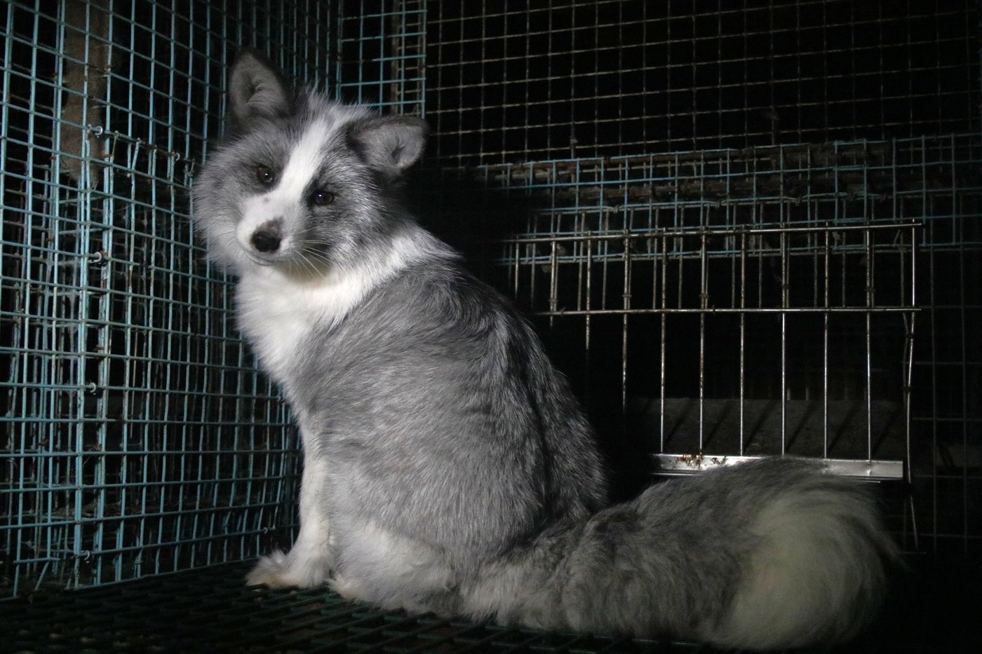 Activists release images of foxes at Finnish fur farms to push EU to ban the trade | iNFOnews.ca Activists release images of foxes at Finnish fur farms to push EU to ban the trade | iNFOnews.ca