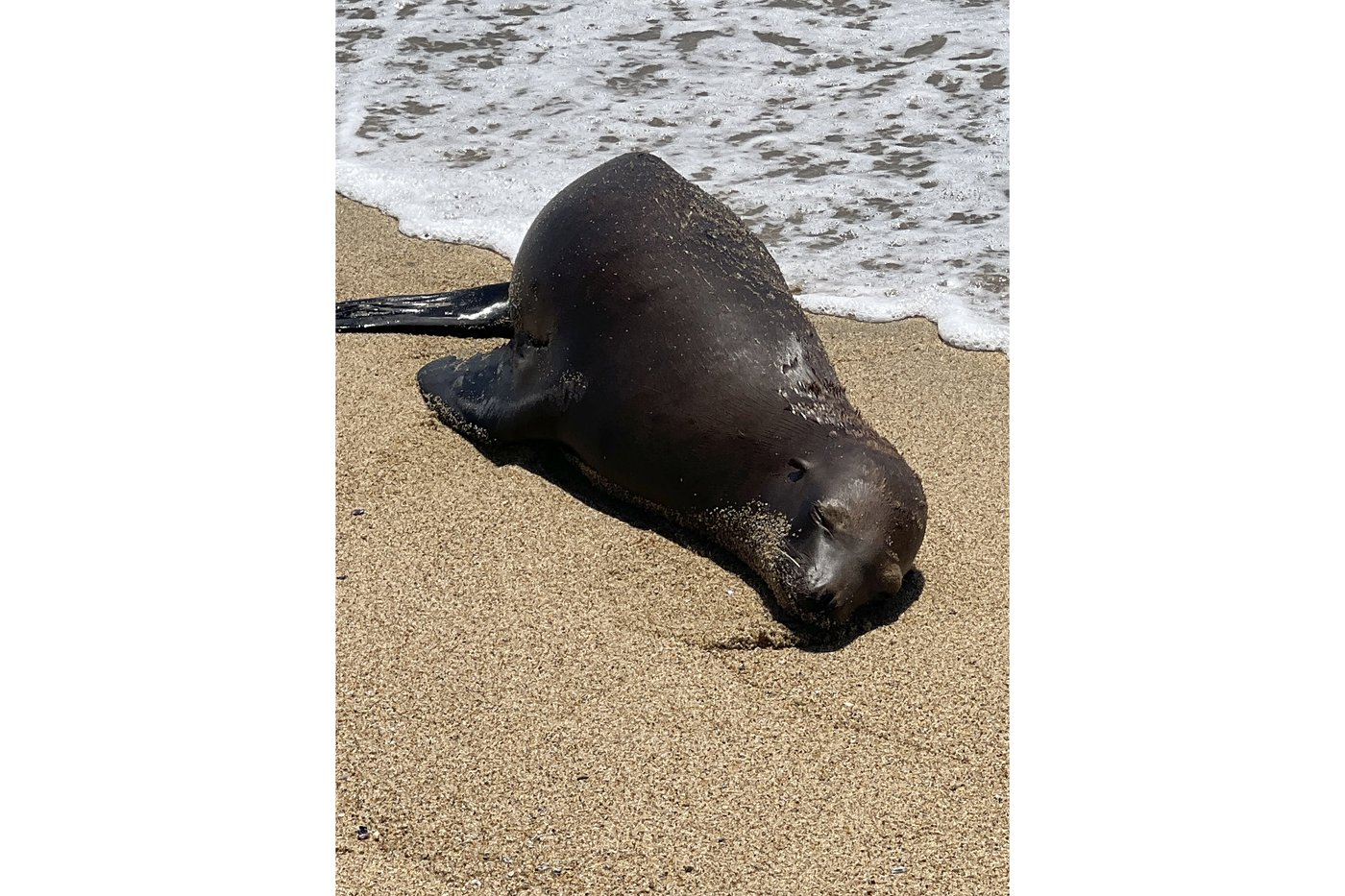 A $20K reward is offered after a sea lion was found with a fatal gunshot wound on a California beach | iNFOnews.ca