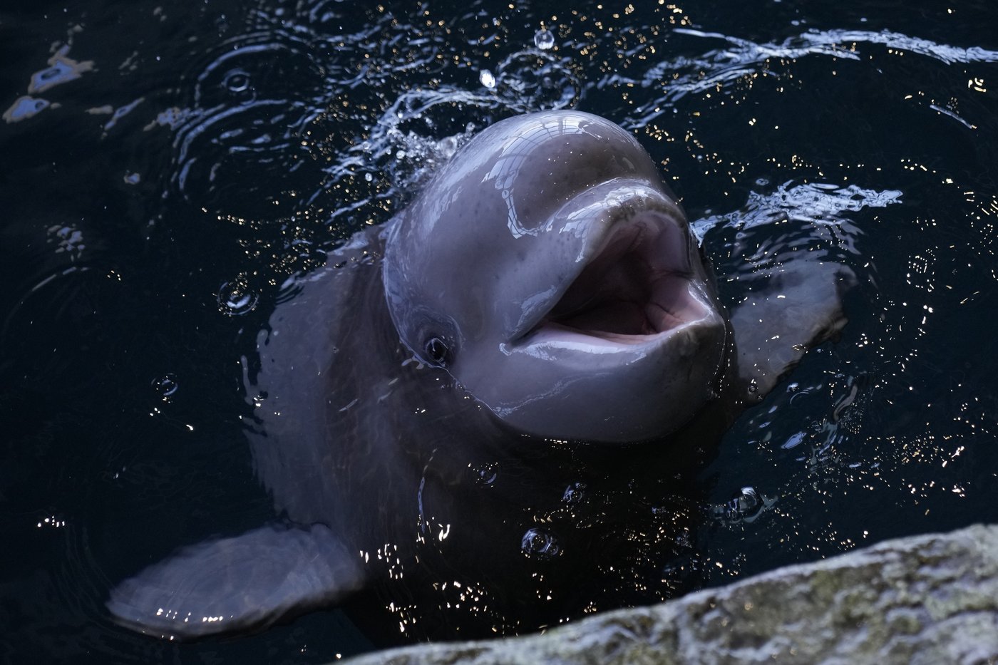 Beluga calf in Chicago is meeting the aquarium's pod and will soon be named | iNFOnews.ca Beluga calf in Chicago is meeting the aquarium's pod and will soon be named | iNFOnews.ca