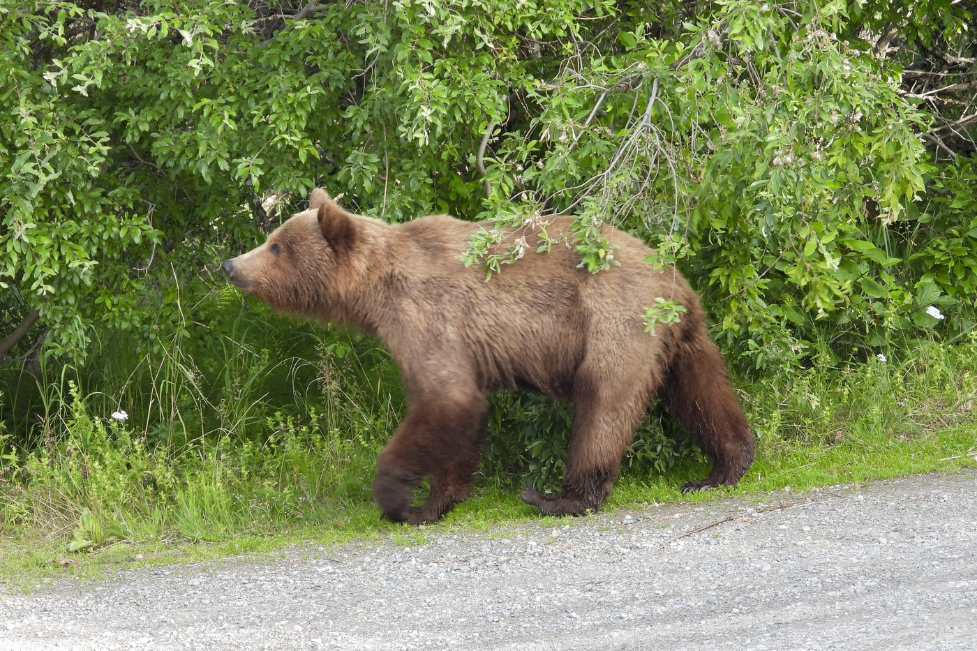 Online voting in Alaska's Fat Bear Week contest starts after an attack killed 1 contestant | iNFOnews.ca Online voting in Alaska's Fat Bear Week contest starts after an attack killed 1 contestant | iNFOnews.ca