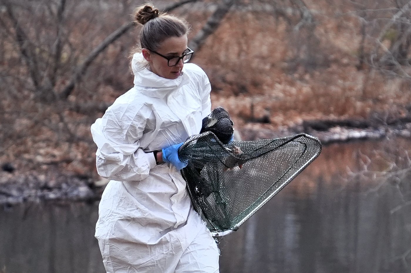 Rescuers rush to save geese and ducks soaked in oil due to spill in Boston river | iNFOnews.ca