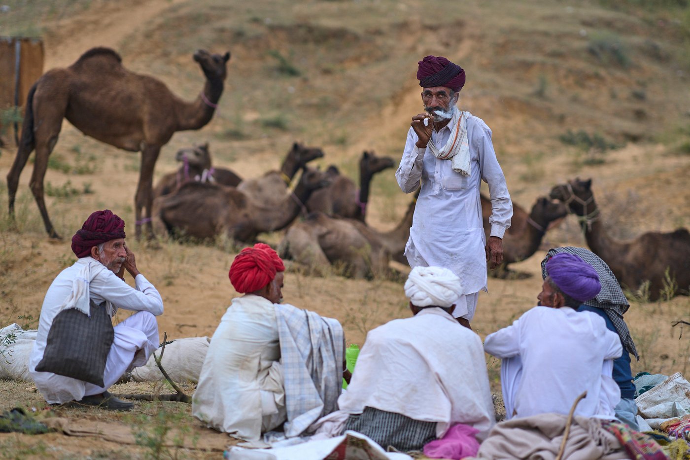 A camel fair in India's desert town of Pushkar draws traders and tourists, in photos | iNFOnews.ca
