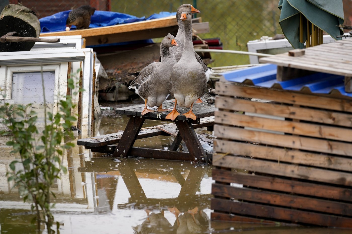 Czech vote in Senate and regional elections in the aftermath of massive flooding | iNFOnews.ca Czech vote in Senate and regional elections in the aftermath of massive flooding | iNFOnews.ca