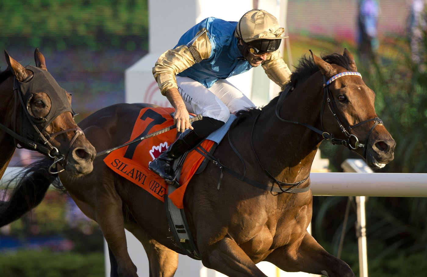 Irish-bred Silawi wins $750,000 Canadian International by a nose at Woodbine | iNFOnews.ca Irish-bred Silawi wins $750,000 Canadian International by a nose at Woodbine | iNFOnews.ca