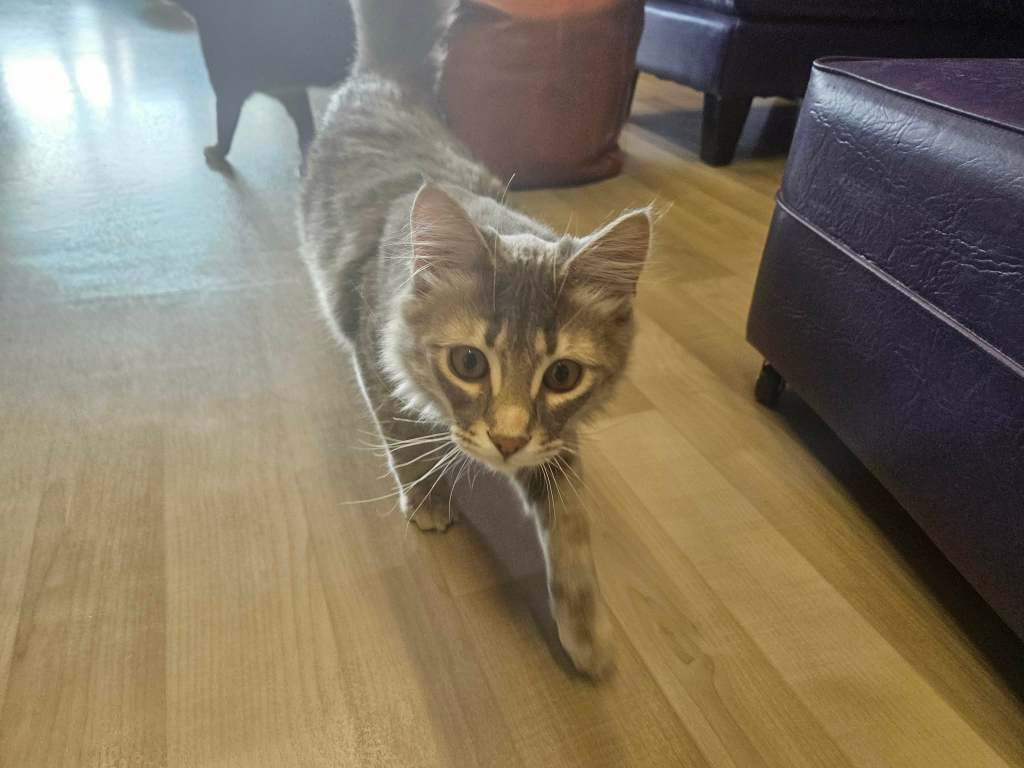 Forgotten felines get second chance at Kamloops' first cat cafe | iNwine Forgotten felines get second chance at Kamloops' first cat cafe | iNwine