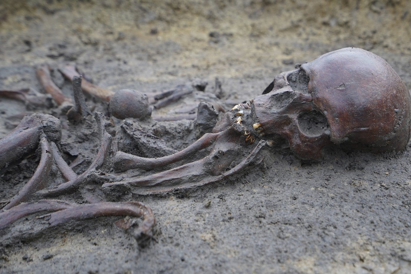 50 well-preserved Viking Age skeletons unearthed in Denmark | iNFOnews.ca 50 well-preserved Viking Age skeletons unearthed in Denmark | iNFOnews.ca