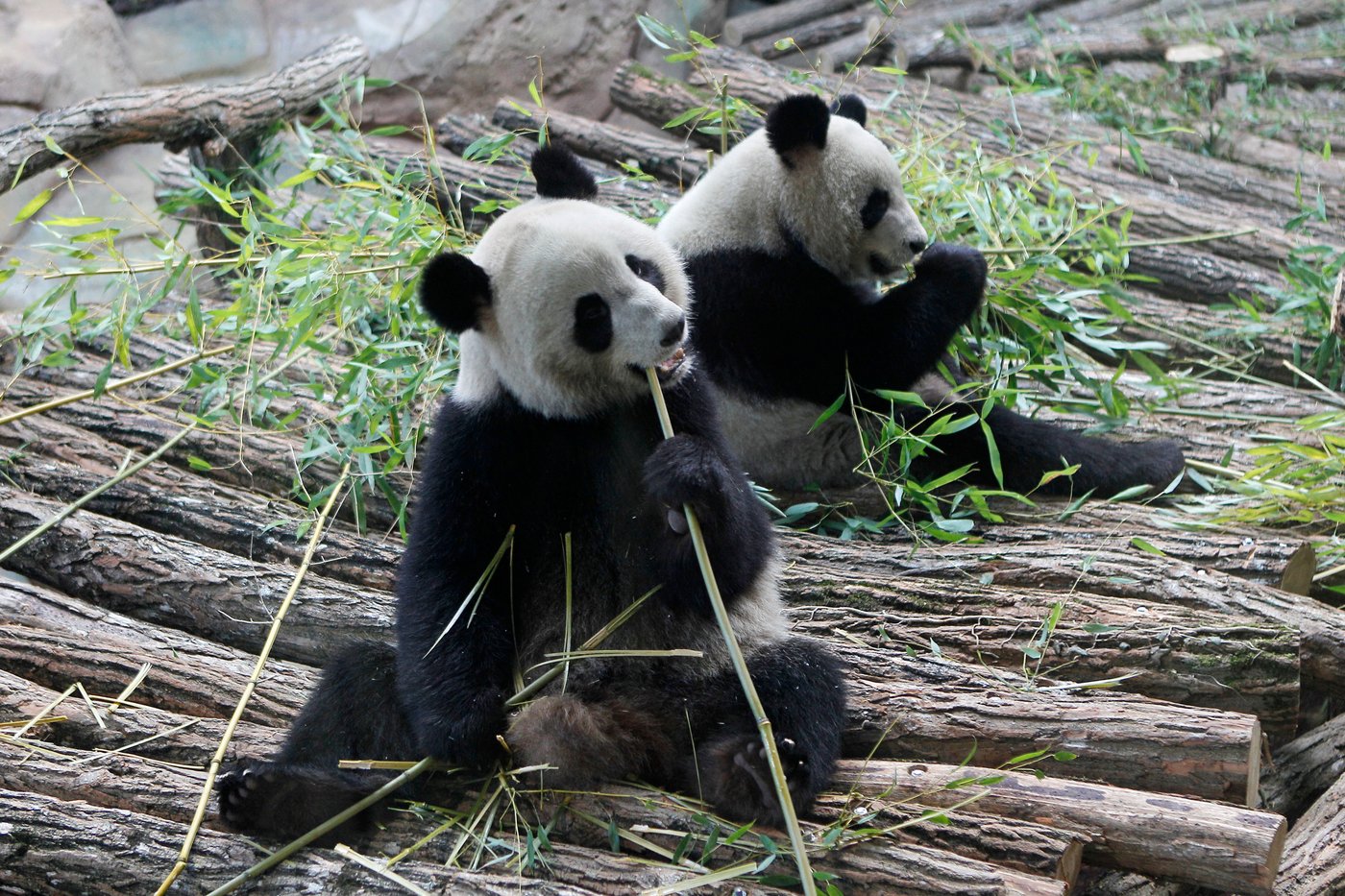 France says 'bon voyage' to 2 giant pandas as they head back to China | iNFOnews.ca France says 'bon voyage' to 2 giant pandas as they head back to China | iNFOnews.ca