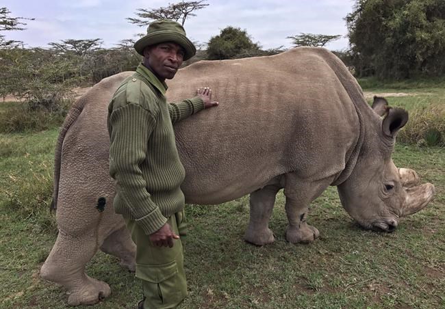 World's last male northern white rhino, Sudan, dies | iNFOnews.ca World's last male northern white rhino, Sudan, dies | iNFOnews.ca