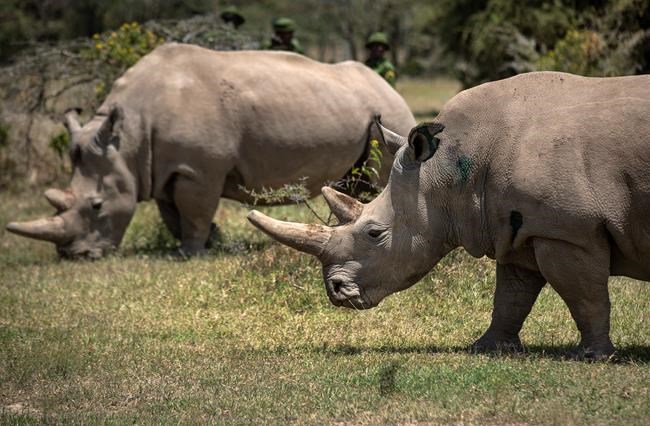 Extracted eggs may stop extinction of northern white rhino | iNFOnews.ca