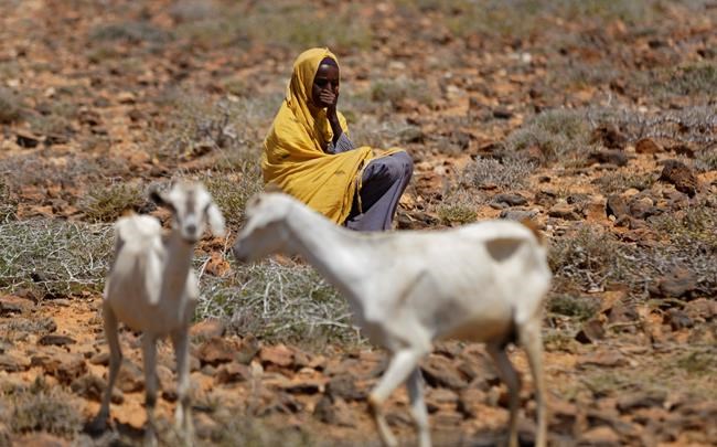 'Dying one by one:' Somalia drought crushes herders' lives | iNFOnews.ca