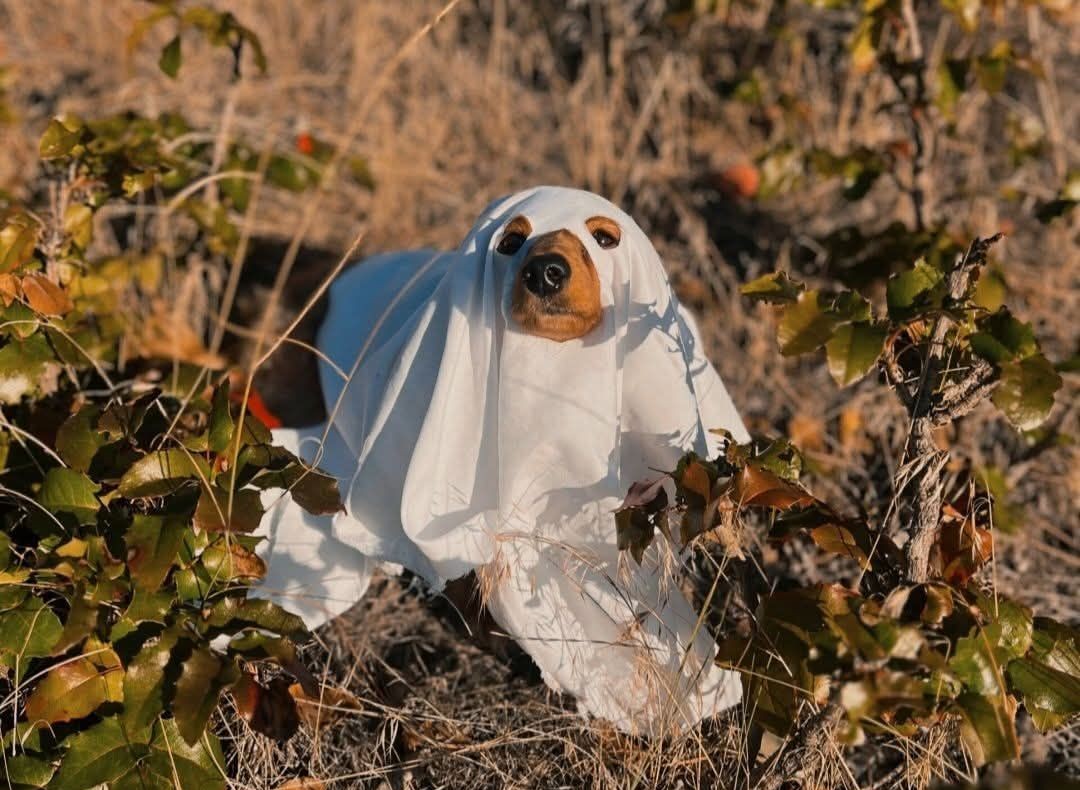 A small dog standing in a field wears a white sheet with its eyes and snout showing through holes.