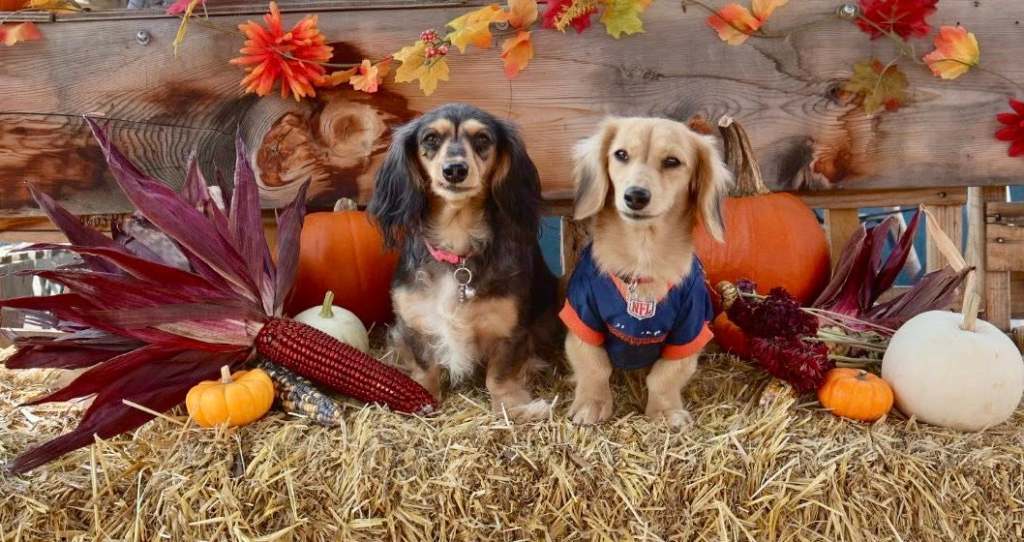 iN PHOTOS: Adorable dogs dress for spooky season in Okanagan, Kamloops | iNFOnews.ca