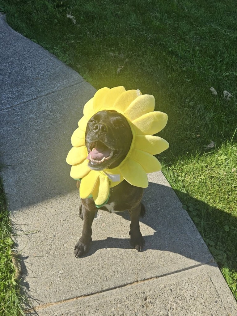 iN PHOTOS: Adorable dogs dress for spooky season in Okanagan, Kamloops | iNFOnews.ca