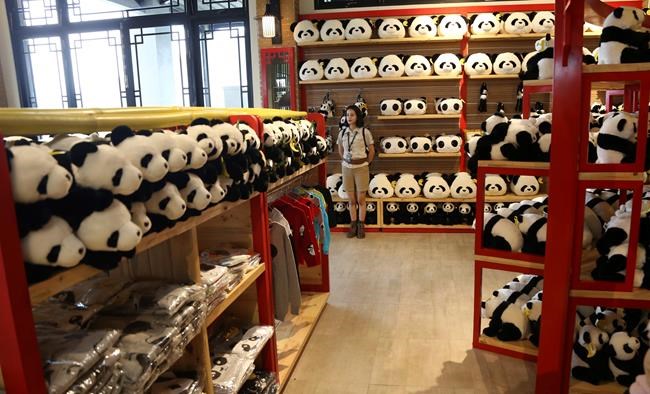 Giant panda sleeps through much of Indonesia media debut | iNFOnews.ca Giant panda sleeps through much of Indonesia media debut | iNFOnews.ca