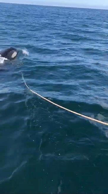 Orca whale repeatedly rams fishing boat, Alaska man says | iNFOnews.ca