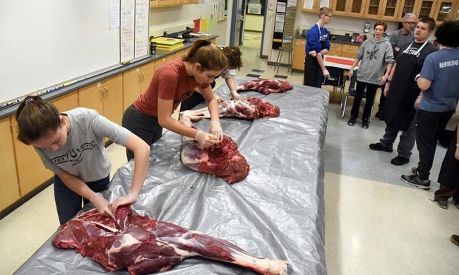 Alaska students butcher moose carcass to learn life skills | iNFOnews.ca