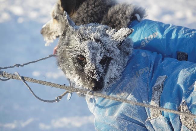 Father, son battle for lead in Iditarod race across Alaska | iNFOnews.ca