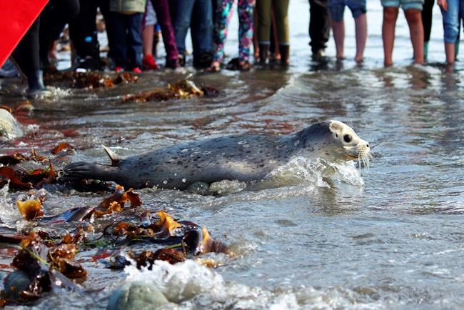 Harbor seals released by SeaLife Center into Kachemak Bay | iNFOnews.ca Harbor seals released by SeaLife Center into Kachemak Bay | iNFOnews.ca