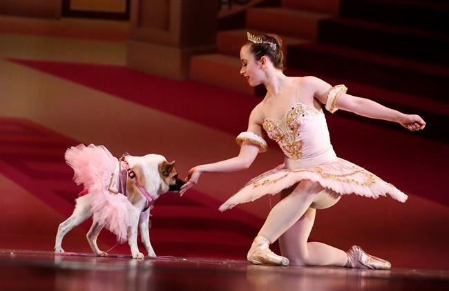 Paw-rouette: Dog named 'Pig' dances ballet in 'Mutt-cracker' | iNFOnews.ca