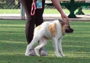 Hopping like a frog and walking like a gorilla, Pig the dog draws curious attention | iNFOnews.ca CP28869082