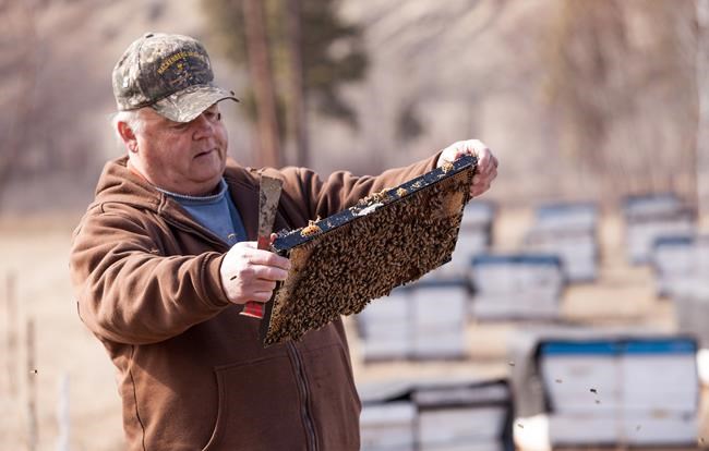 Canadian beekeepers blame diluted imports for plummeting honey prices | iNFOnews.ca