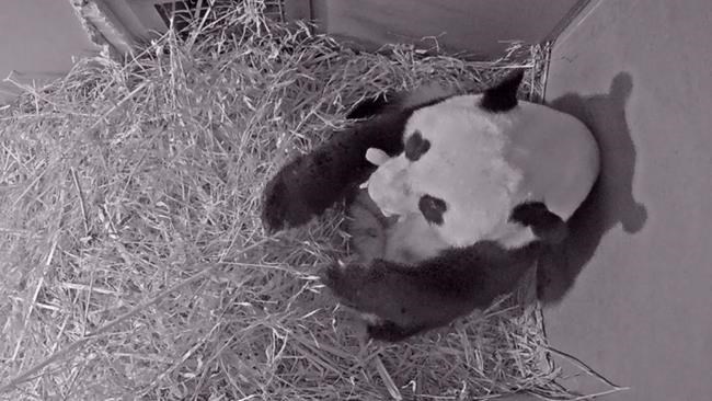 Shrieks of excitement as panda cub makes video appearance | iNFOnews.ca