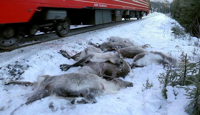 106 Norwegian reindeer killed by freight trains in 3 days | iNFOnews.ca