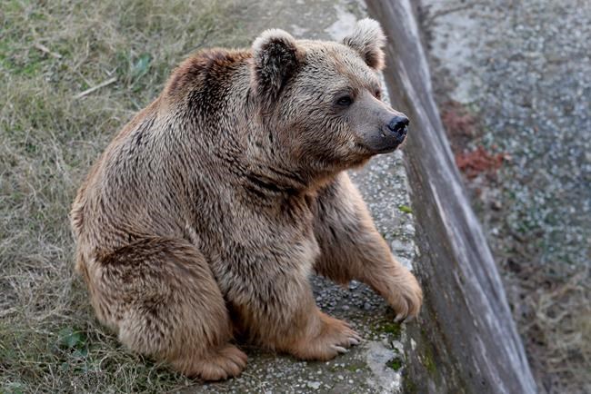 Sickly dancing bears leaving Pakistan for new life in Jordan | iNFOnews.ca Sickly dancing bears leaving Pakistan for new life in Jordan | iNFOnews.ca