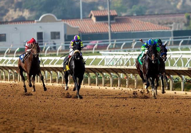 Kentucky horse farms challenge 'stallion cap' breeding limit | iNFOnews.ca CP297847963