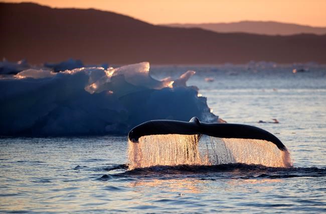 Arctic voyage finds global warming impact on ice, animals | iNFOnews.ca