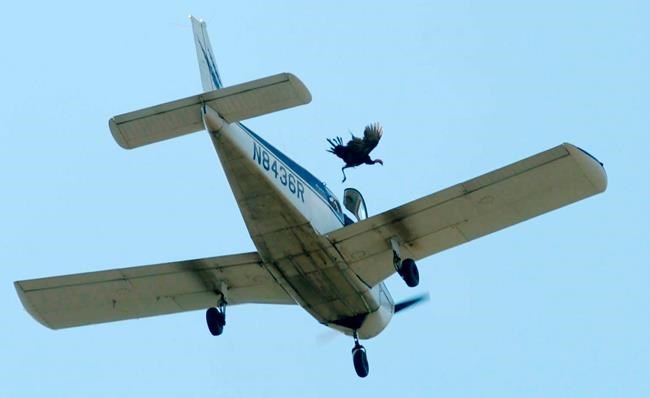 Arkansas group backs out of festival with dropped turkeys | iNFOnews.ca