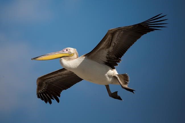 Israel to keep funding feeding ground for migrating pelicans | iNFOnews.ca